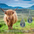 Highland Cow Dangling Earrings 925 Sterling Silver Western Cow Earrings Scottish Highland Cow Jewelry Gifts for Women