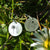 S925 Sterling Silver Wildflower Nature Earrings Nature Earrings Romanticwork Jewelry 